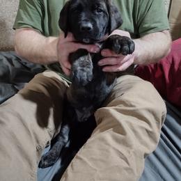 Orange boy - Brindle male Boerboel puppy in Dowagiac, Michigan from Flanders Kennels LLC