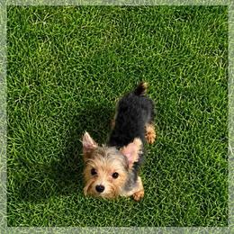 Sophie - Black and tan female Yorkshire Terrier puppy in Orlando, Florida from Everyonelovesyorkies