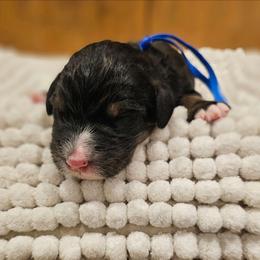 Dark Blue - Tri-color male Bernedoodle puppy in Shelby, North Carolina from Forever Grateful Doodles