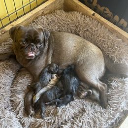 Bea - Pug