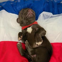 Teddy - Liver male German Shorthaired Pointer puppy in Edenton, North Carolina from Bockelman GSP’s