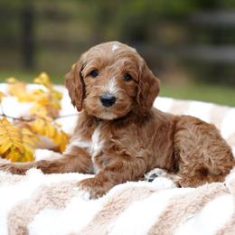Finn - Red  male Goldendoodle puppy in Spokane, Washington from Puppy Love