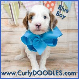 Blue Boy - Parti male Goldendoodle puppy in Taneytown, Maryland from Curlydoodles
