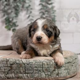 Milan - Standard Bernedoodle - Blue merle female Bernedoodle puppy in Eureka, Illinois from Joley Aire Family Dogs