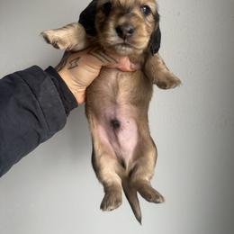 Boy 2 - Cream male Dachshund puppy in Rio, Wisconsin from Three K Miniature Dachshunds