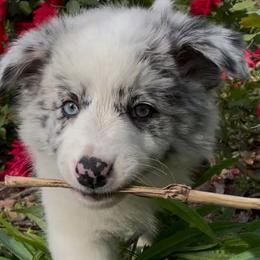 Border Collie Puppies from Collie Wood Hills
