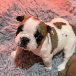 Ivy - Fawn and white female French Bulldog puppy in Kalispell, Montana from Grace & Grit Frenchies