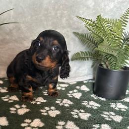 Samuel - Black and tan male Dachshund puppy in Brandon, Florida from Knights Dachshunds