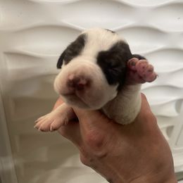 Snow White - Liver and white female Pointer puppy in Olympia, Washington from Birdsboro Pointers