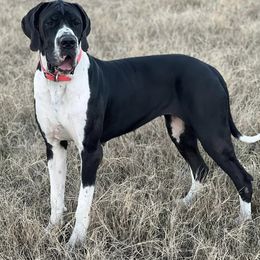 Great Danes from Blessed By Danes