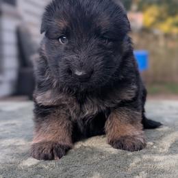 Yellow collar - Black and red male German Shepherd puppy in Millan, Illinois from Volhouden German Shepherds