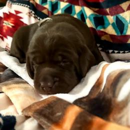 Ghirardelli - Chocolate female Labrador Retriever puppy in Bandera, Texas from The Sugar & Spice Ranch Labrador Retrievers