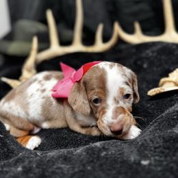 Marshmallow (Marsha) - Dapple female Dachshund puppy in Indian Trail, North Carolina from Hilda’s Teenie Weenies