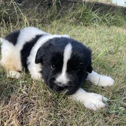 Bentley - White and black male Newfoundland puppy in Brundidge, Alabama from Grinnell Newfoundland
