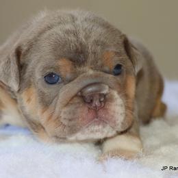 Max - Lilac tri-color male Bulldog puppy in Winnsboro, Texas from JP Ranch Bulldogs