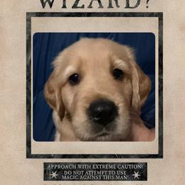 Rowena - Golden female Golden Retriever puppy in Orange City, Florida from Sidekick Retrievers