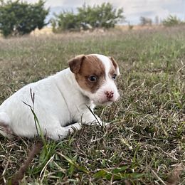 Sven - White and tan male Russell Terrier puppy in Valley Mills, Texas from Bar Rafter C Shorty Jacks