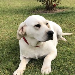 Jill - Labrador Retriever