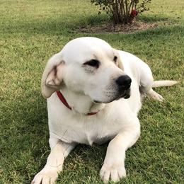 Jill - Labrador Retriever