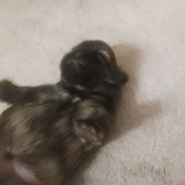 Shih Tzu Puppies from Peterson Shih Tzus