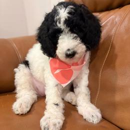 Tiger Lily - Parti female Goldendoodle puppy in Pittsburg, Texas from Peachy Pine Goldendoodles