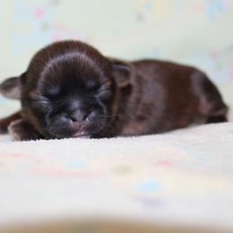 Girl 1 - Red and white female Shih Tzu puppy in Craig, Colorado from Rocky Mountain Shih Tzus and Dry Creek Miniature Dachshunds
