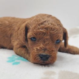 Frosty - Red  male Poodle puppy in Kannapolis, North Carolina from Carolina Great Danes & Toy Poodles