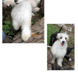 DaoDog Neo Choosen One - Black white and tan male Chinese Crested puppy in Highland Park, Michigan from Family Kennel Dao Dog