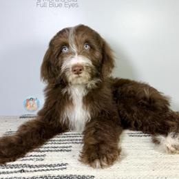 Aura - Apricot female Double Doodle puppy in Southwest Ranches, Florida from Dandy Doodle Ranch