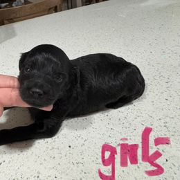 Girl 2 - Phantom female Goldendoodle puppy in Florida from Doodles & Danes
