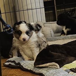 Miniature Australian Shepherd Puppies from Carter's Cuties