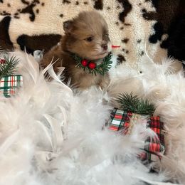 Brownie - Pomeranian puppy from Pomtastic Pomeranians