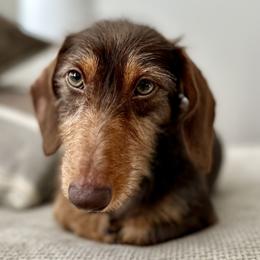 Brownie - Dachshund