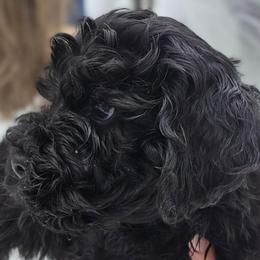 Winston - Black male Cockapoo puppy in New Jersey from Teddy Bear Cockapoos