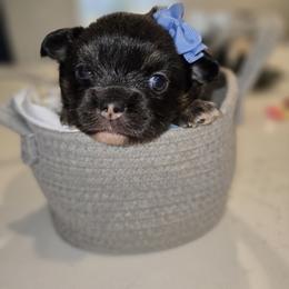 Girl 2 - Black and white female Chihuahua puppy in Lugoff, South Carolina from Cutie Pie Chihuahua's