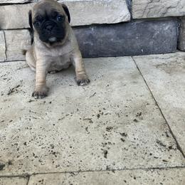 Girl 1 - Fawn female Pug puppy in Brooksville, Florida from Windsorsprings