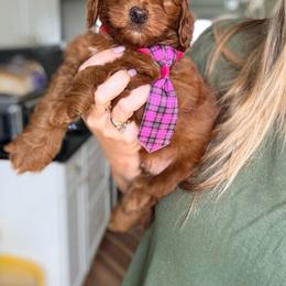 Rory - Red  male Goldendoodle puppy in Marion, Ohio from Doodles & Doxies