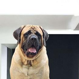 Chet - Mastiff