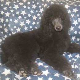 Jefferson - Black Poodle puppy in Petersburg, Virginia from Epic Quest Standard Poodles