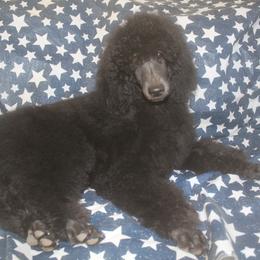 Jefferson - Black Poodle puppy in Petersburg, Virginia from Epic Quest Standard Poodles