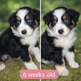 Freya - Black tri-color female Australian Shepherd puppy in Lakeland, Florida from Aussies of Hope LLC