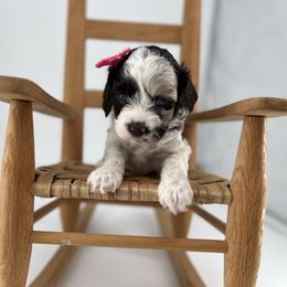 Cockapoo Puppies from Daisy and Dollie’s Little Darlins