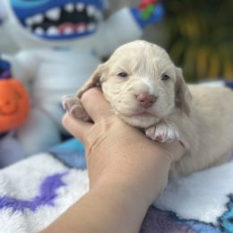 Girl 1 - Cream female Dachshund puppy in Kissimmee, Florida from Dazzling Frenchies and Doxies
