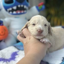 Girl 1 - Cream female Dachshund puppy in Kissimmee, Florida from Dazzling Frenchies and Doxies