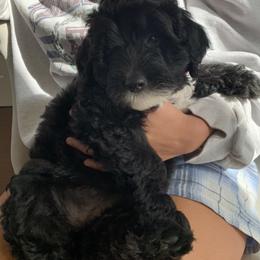 Sheepadoodle Puppies from Riley Grace Puppies
