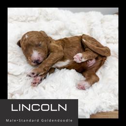 Lincoln - Red  male Goldendoodle puppy in Brookville, Pennsylvania from Woodland Mountain Doodles
