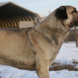 Anatolian Shepherd Dogs from Birinci Anatolians