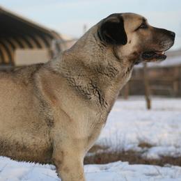 Anatolian Shepherd Dogs from Birinci Anatolians