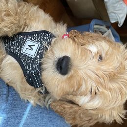 Australian Shepherds and Goldendoodles from Anglin Doodles