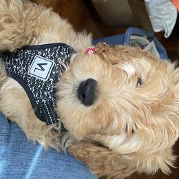 Australian Shepherds and Goldendoodles from Anglin Doodles